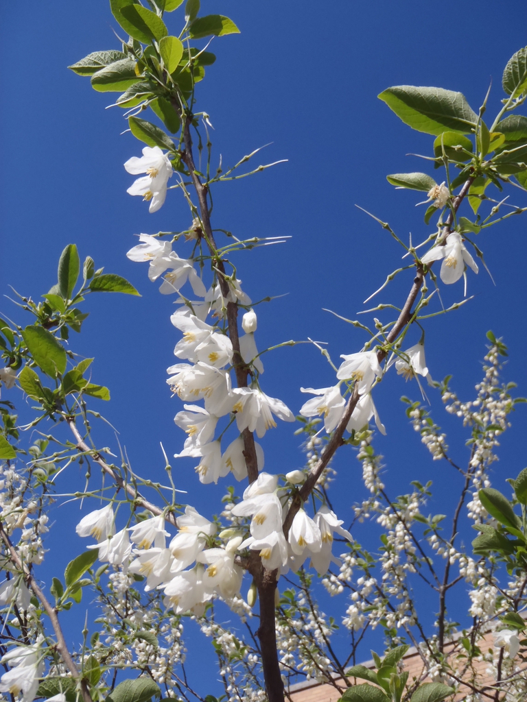Halesia diptera