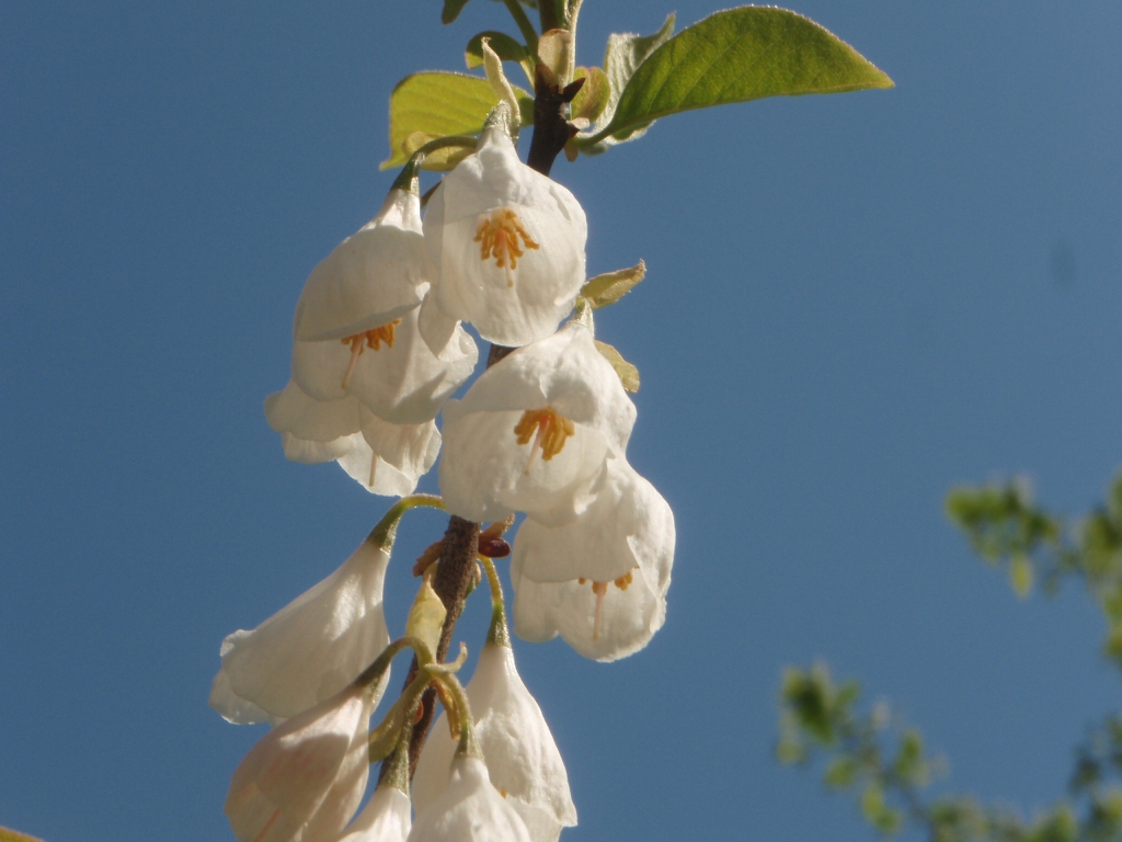 Flower Bottom view