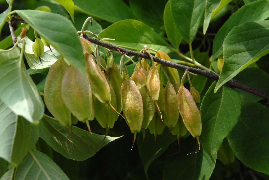 Halesia tetraptera