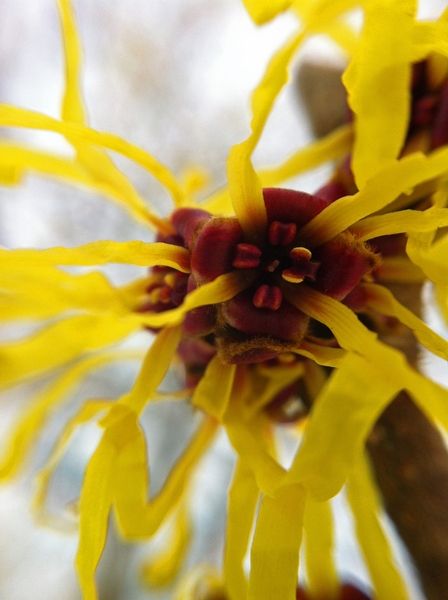 Hamamelis mollis