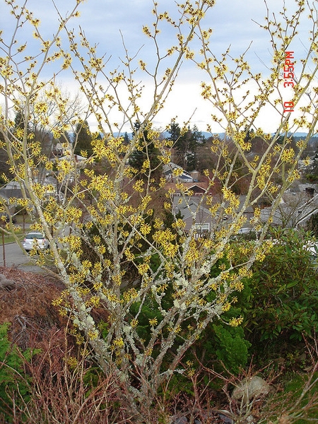 Hamamelis mollis