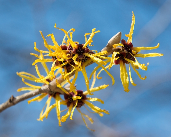 Hamamelis mollis