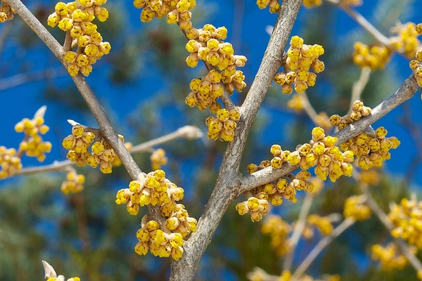 Yellow flowers in clusters