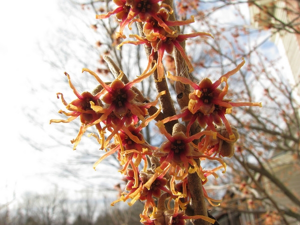 Hamamelis vernalis
