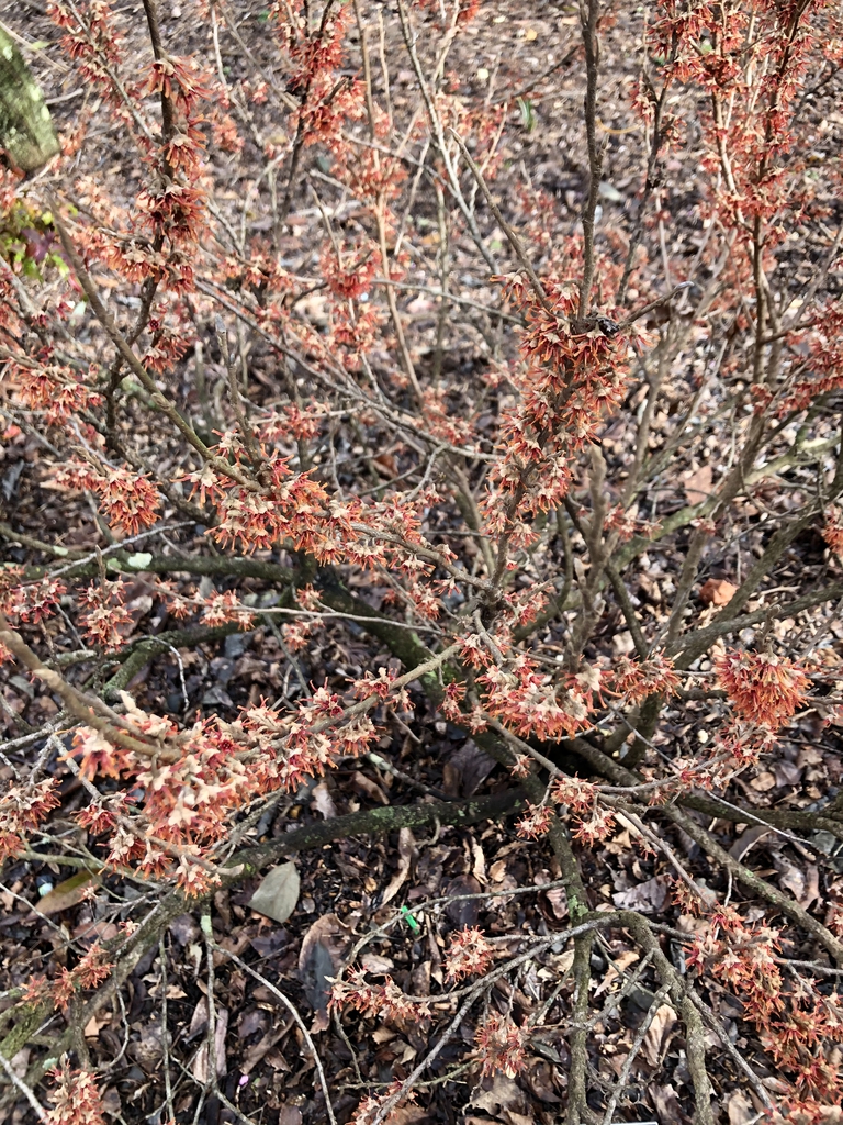 Hamamelis vernalis