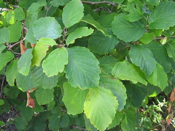 Shoots with leaves showing blunt-toothed margins & veins.