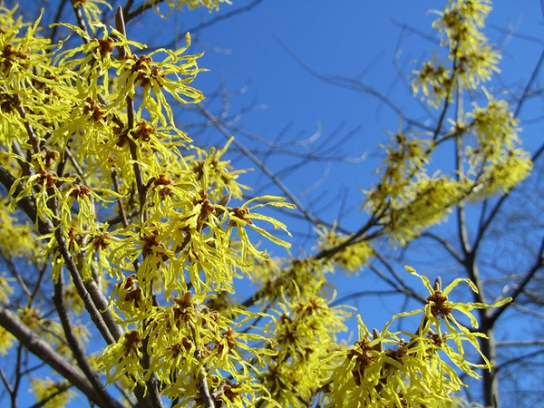 Clusters of bright yellow flowers with ribbon-like petals.