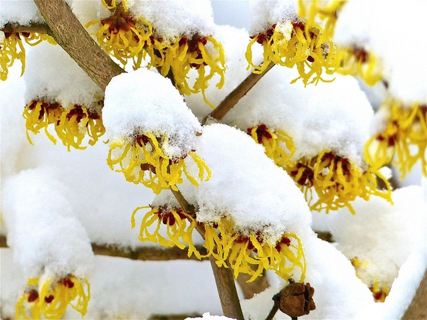 Clusters of show-covered yellow flowers with ribbon-like petals