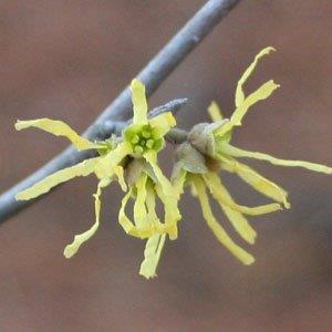 Clusters of bright yellow flowers with ribbon-like petals.