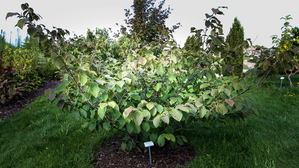 Hamamelis_×_intermedia_'Feuerzauber'