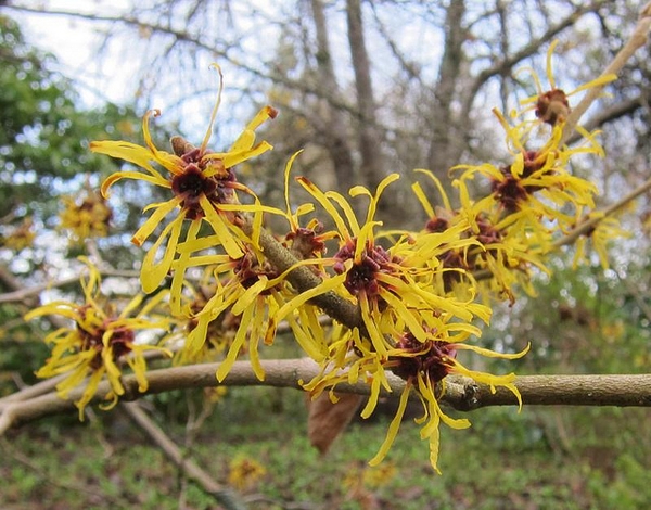 Hamamelis mollis