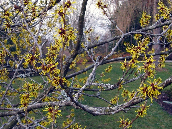 Hamamelis mollis