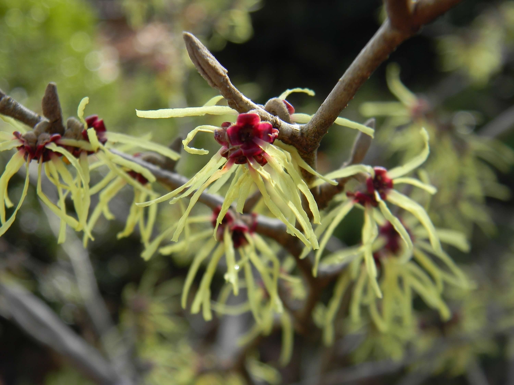 Hamamelis mollis