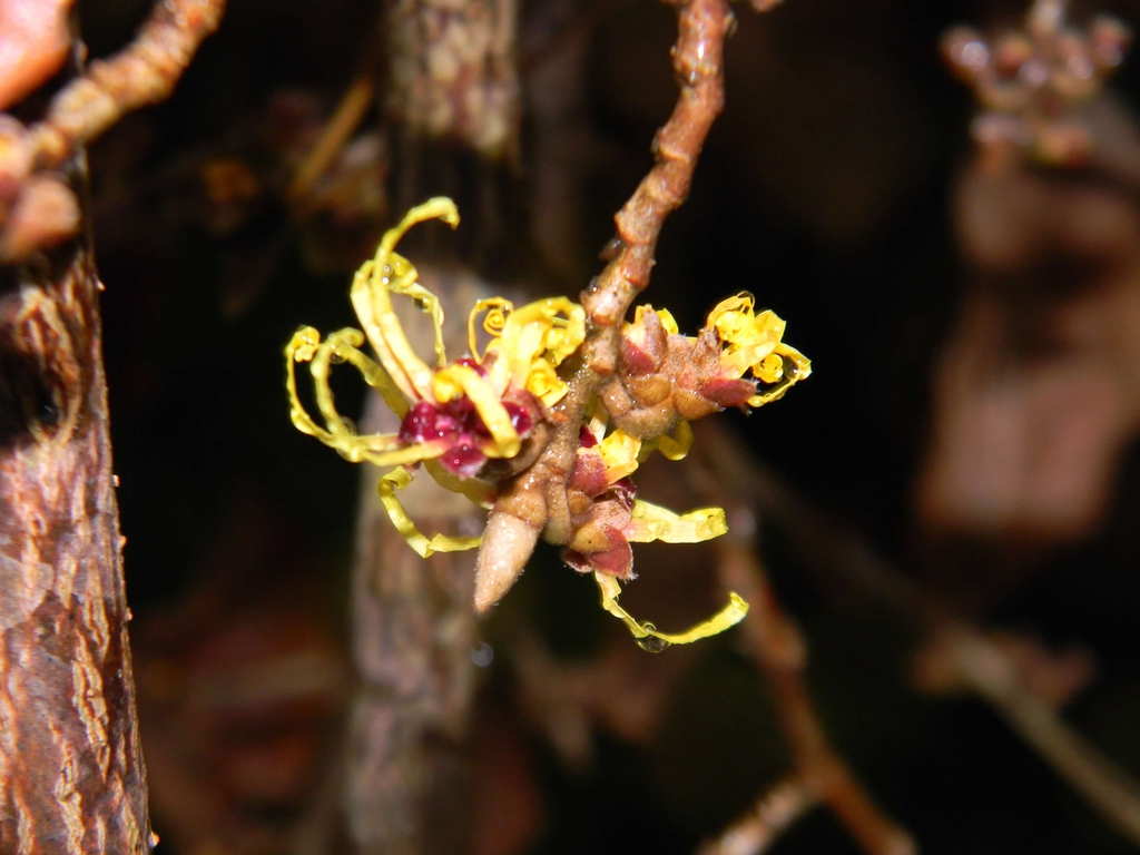 Hamamelis mollis