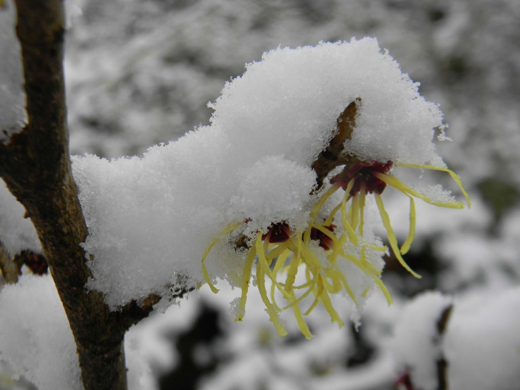 Hamamelis mollis