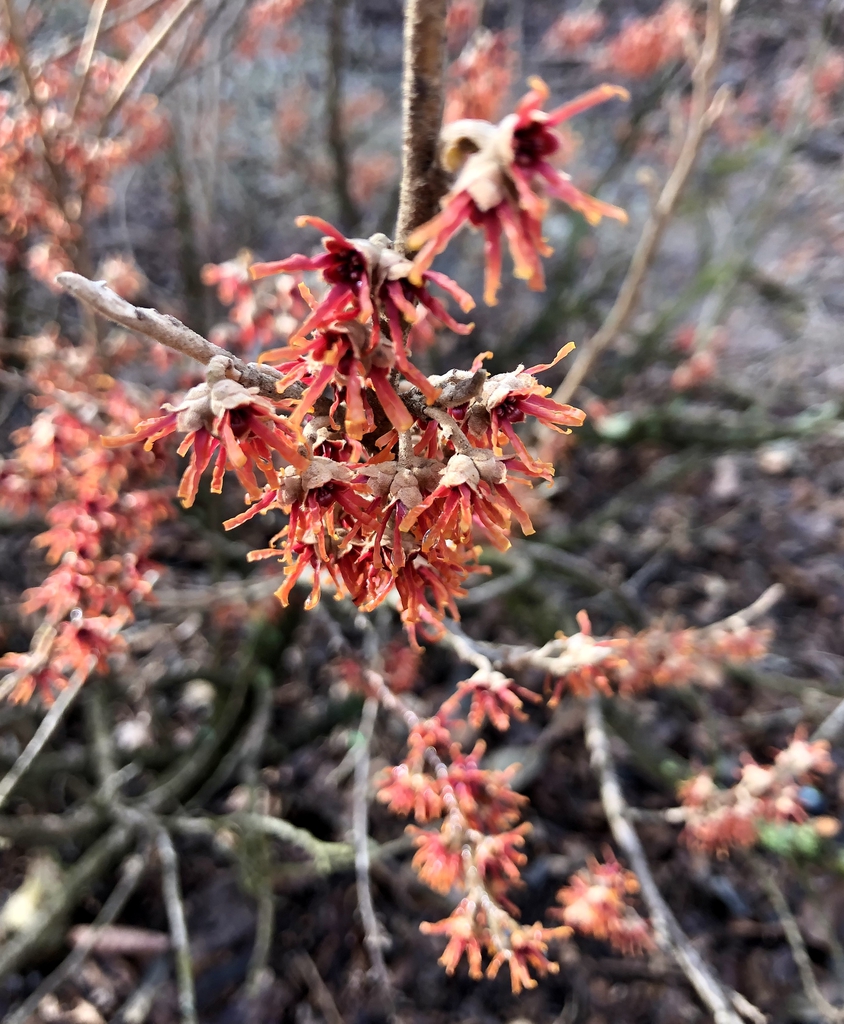 Hamamelis vernalis
