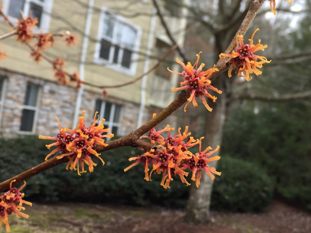 Flower close-up Asheville, NC