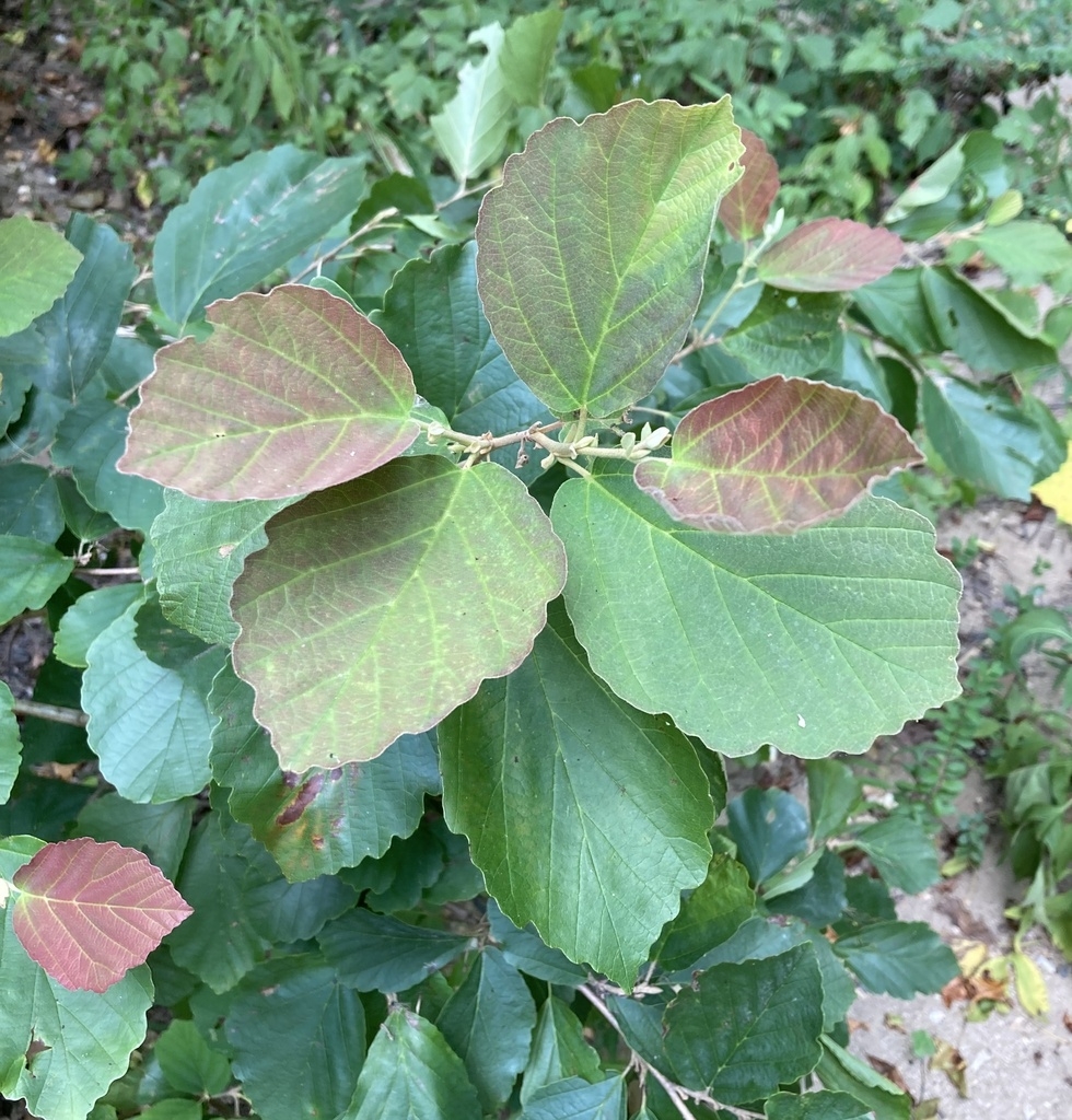 Green leaves with shallow lobed margins