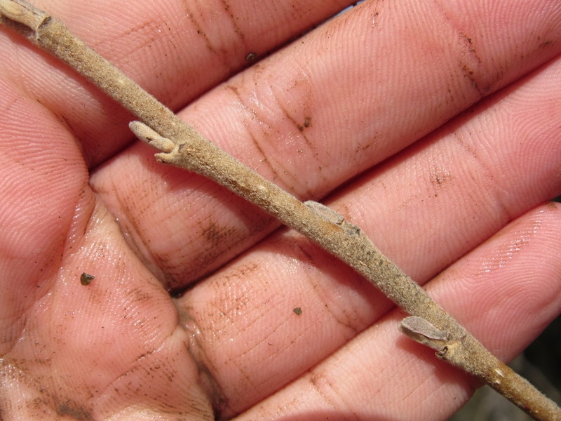 Brown stem