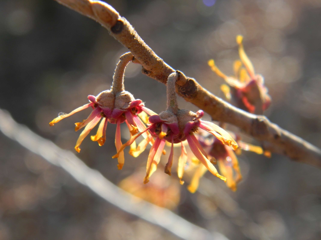 Orange flowers with pale orange ribbon-like petals.