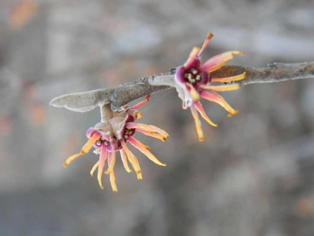 Orange flowers with pale orange ribbon-like petals.