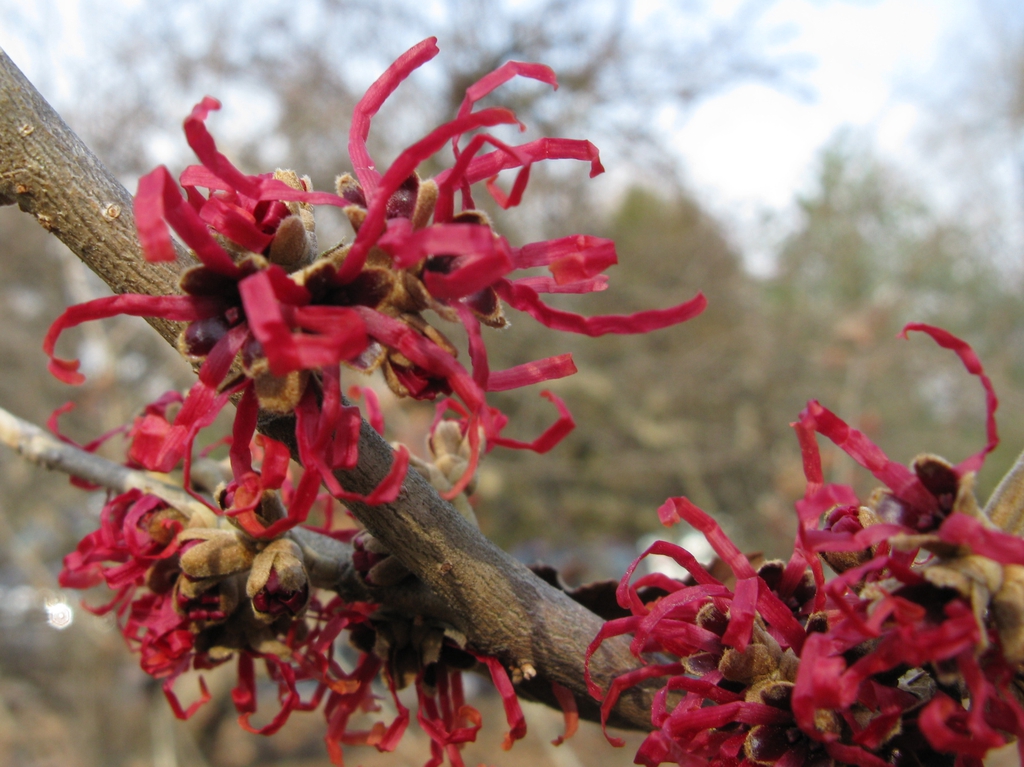 Red flowers