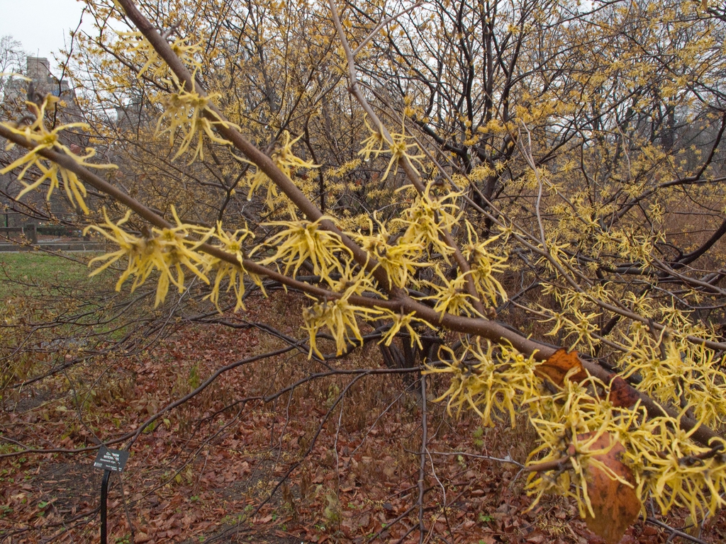 Winter form in bloom
