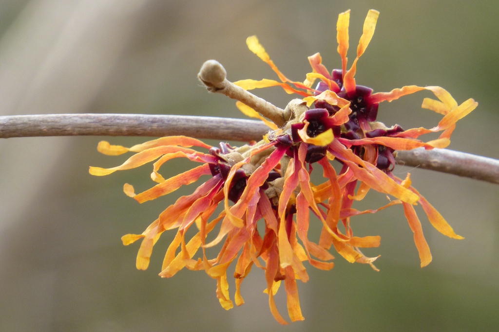 Yellow and orange flowers