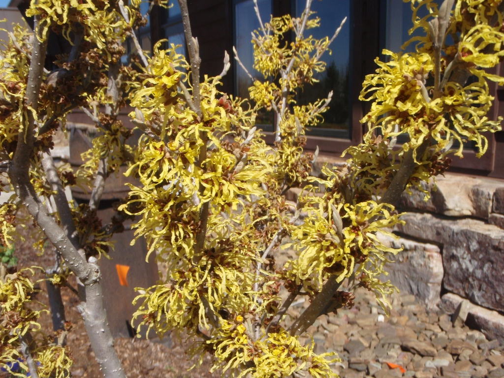 Hamamelis x intermedia