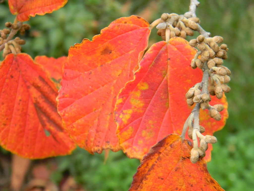 Hamamelis x intermedia 'Jelena'