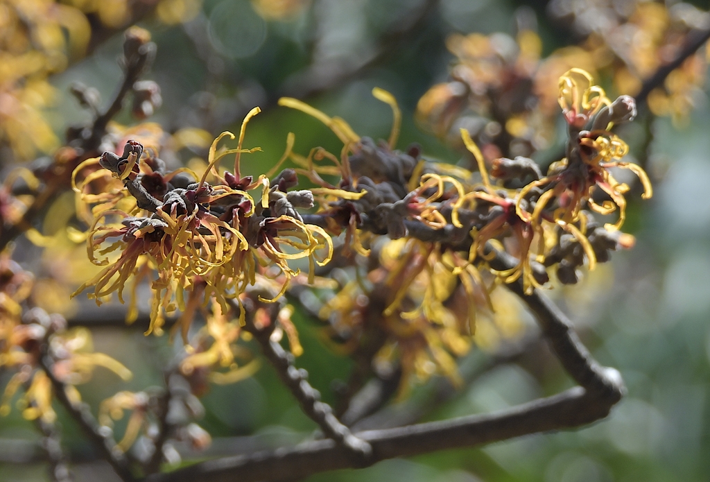 January coppery orange spider like flowers