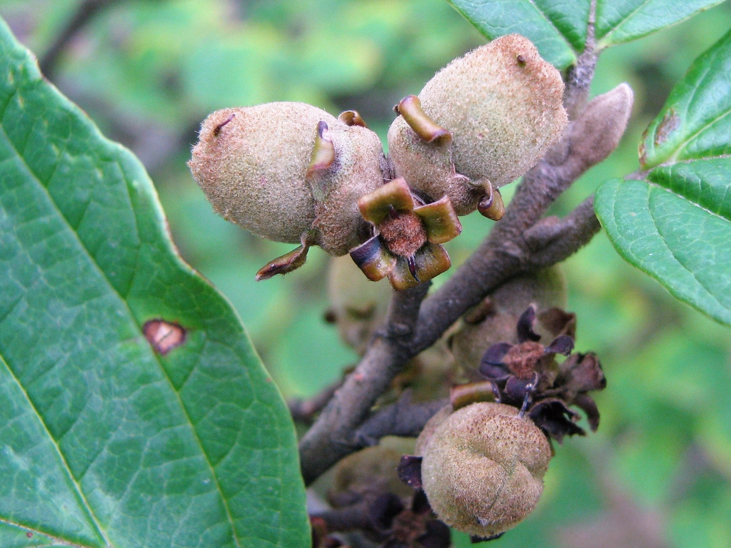 Fruits