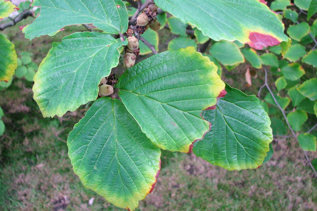 Leaves