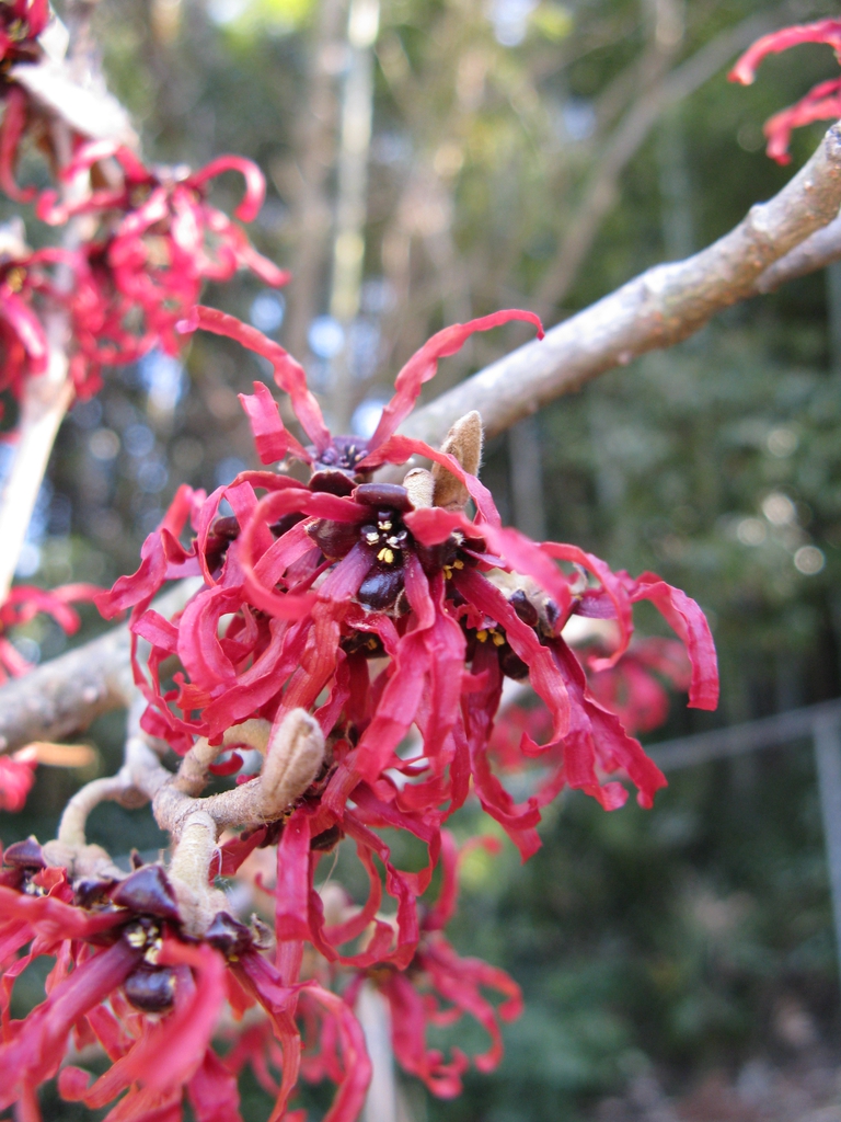 Hamamelis_x_intermedia_'Diana'