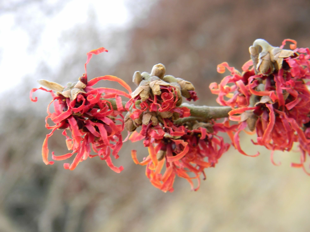 Hamamelis x intermedia 'Jelena'