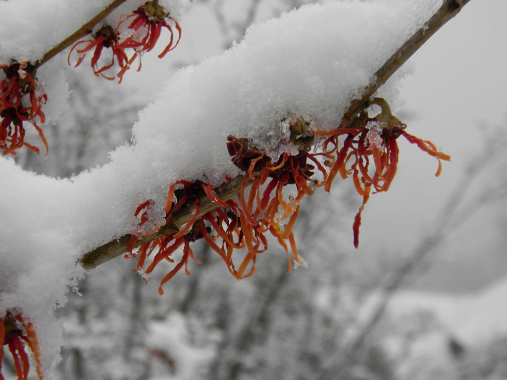 Hamamelis x intermedia 'Jelena'