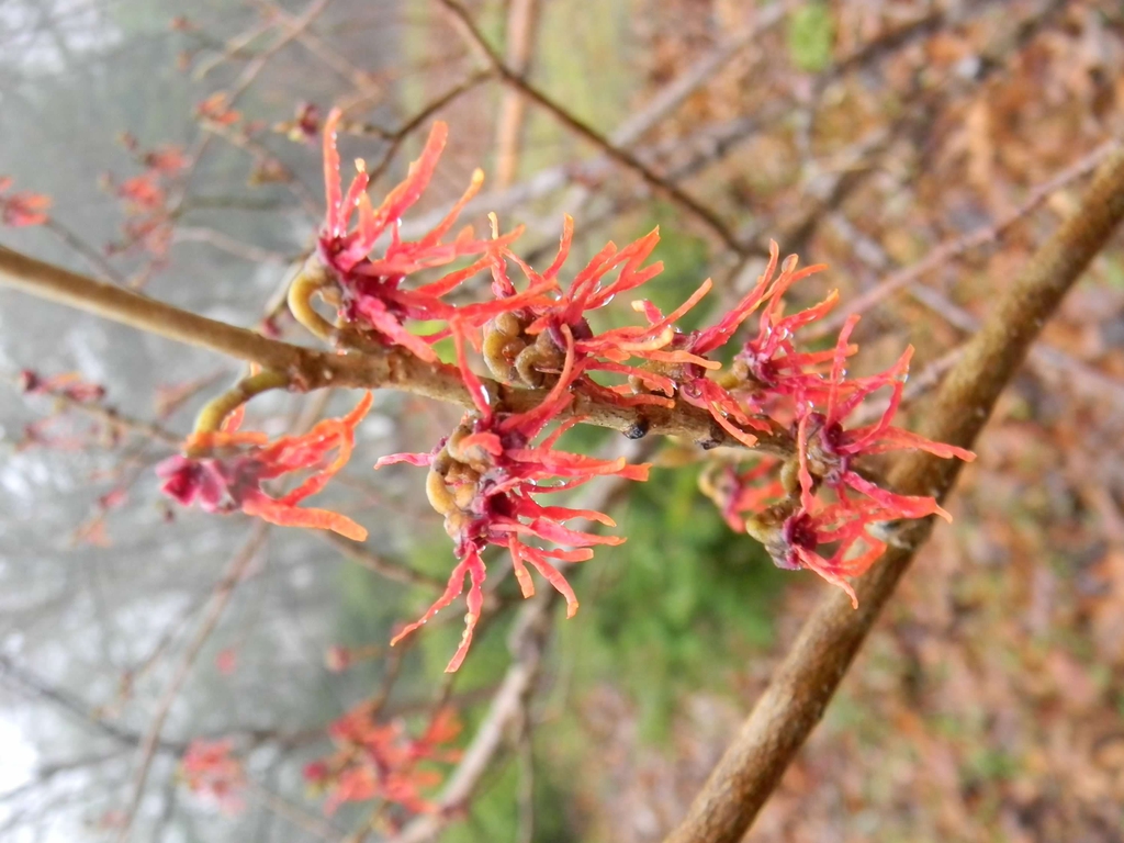 Hamamelis x intermedia