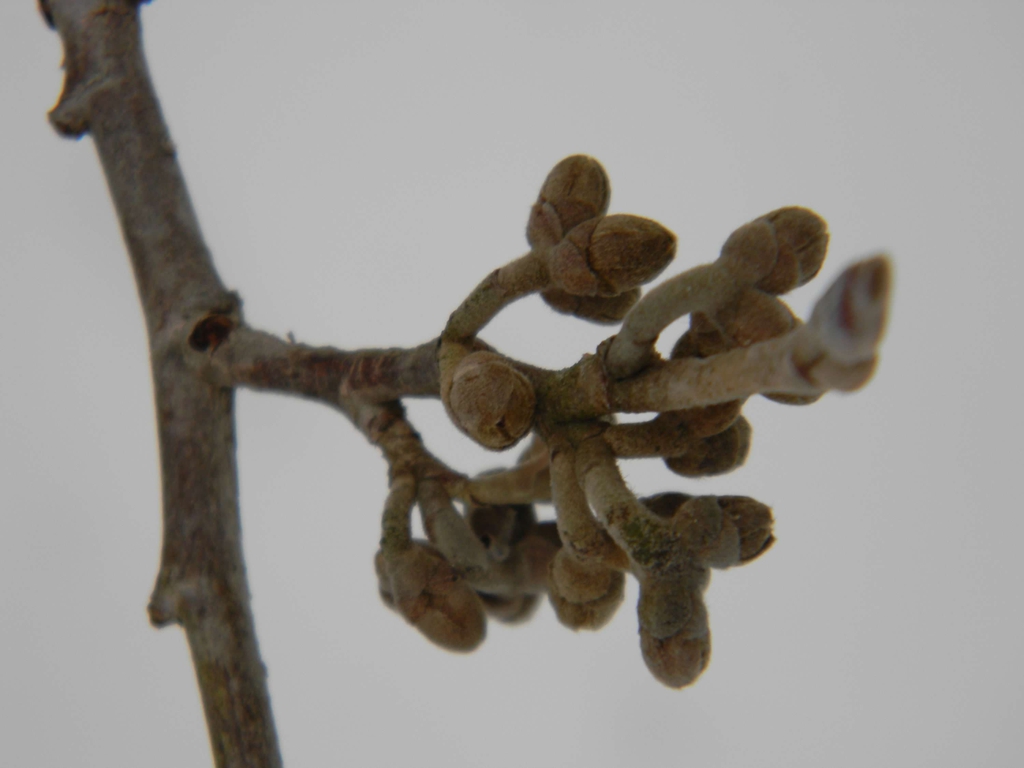 Hamamelis x intermedia 'Jelena'