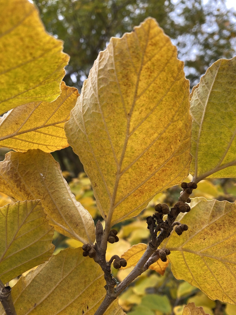 Fall color