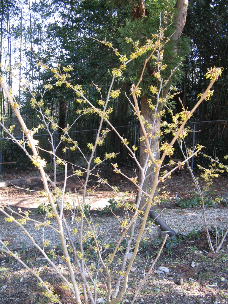 Hamamelis_x_intermedia_'Pallida'
