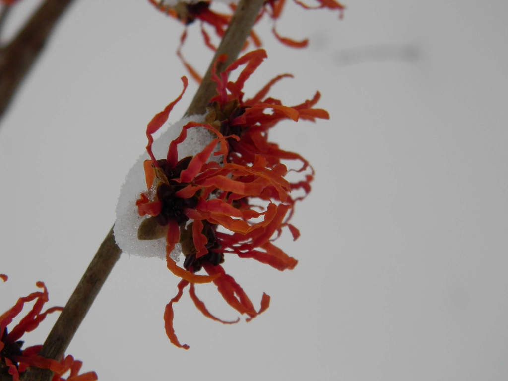Hamamelis x intermedia