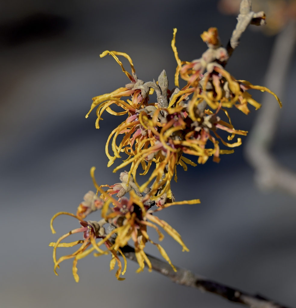 coppery -orange fragrant spider like flowers