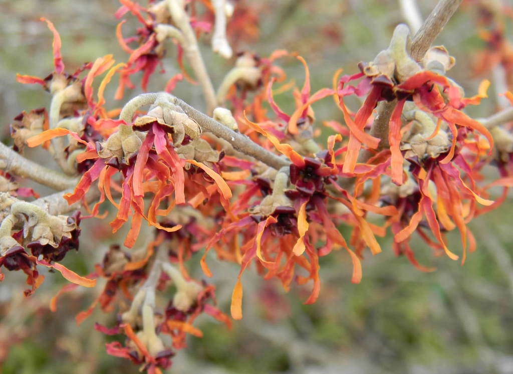 Flowers - Late Winter - Buncombe Co., NC