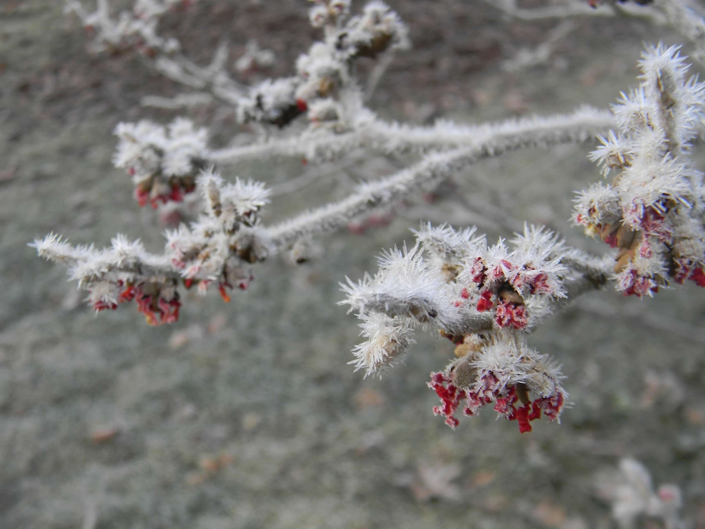 Hamamelis x intermedia 'Jelena'