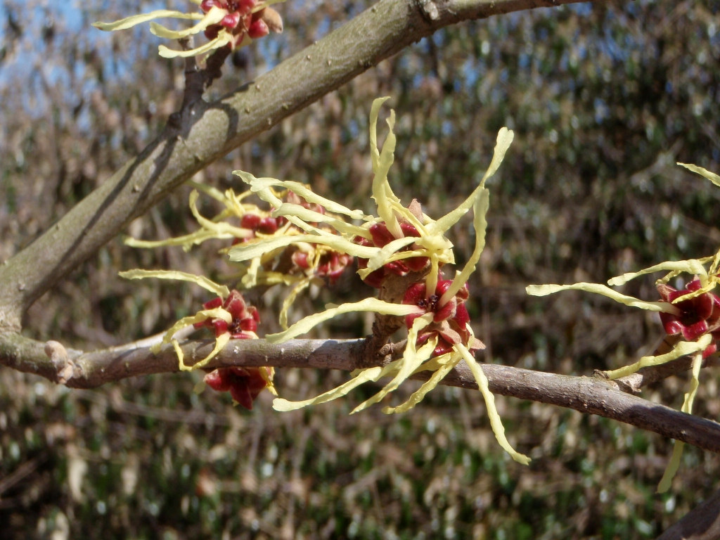 'Sunburst' Flower Close-up