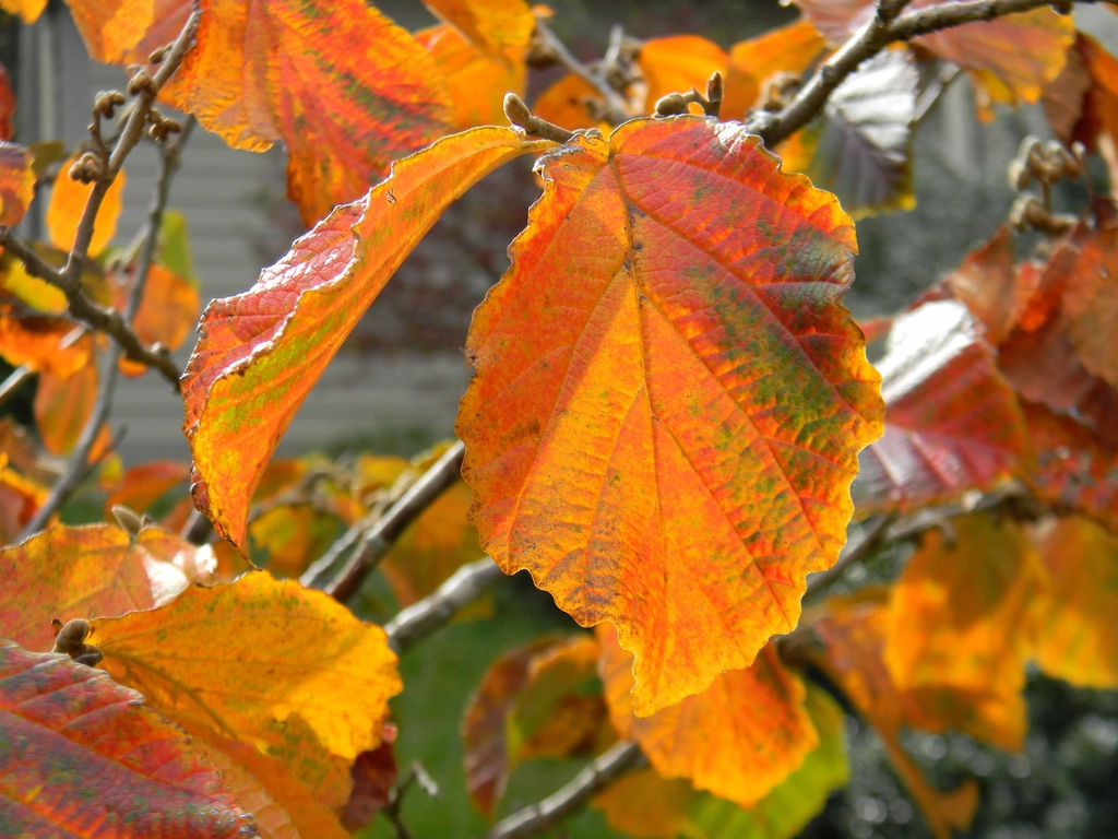 Hamamelis x intermedia 'Jelena'