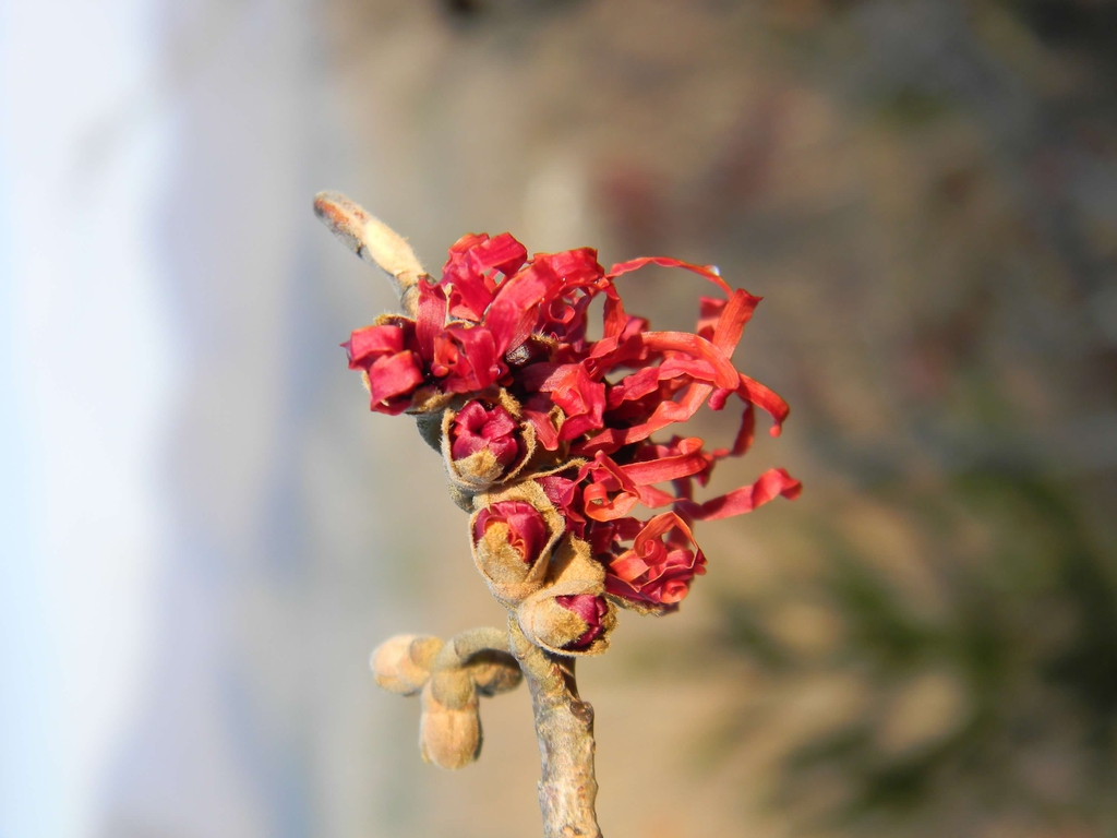 Hamamelis x intermedia