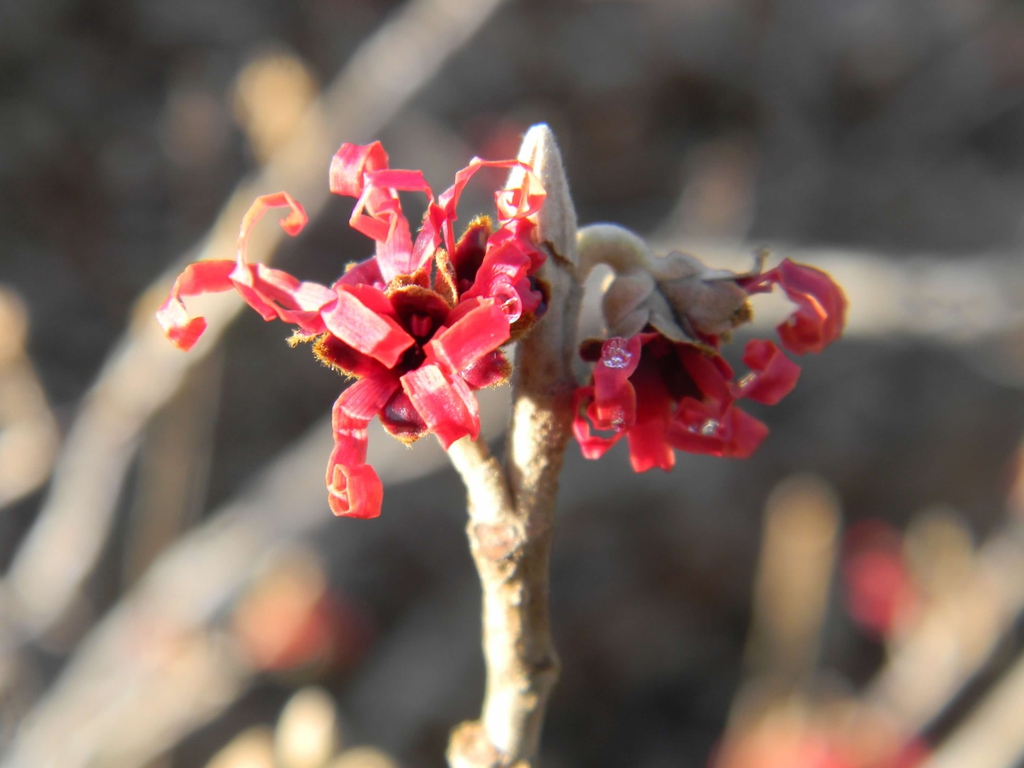 Hamamelis x intermedia