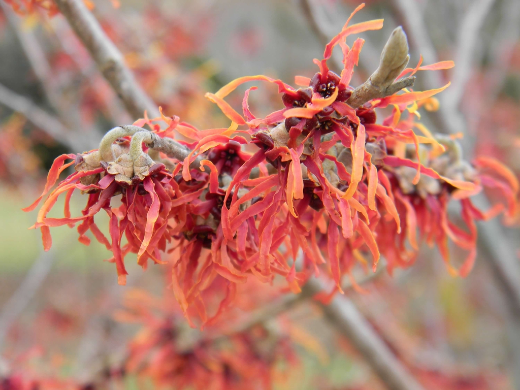 Hamamelis x intermedia 'Jelena'