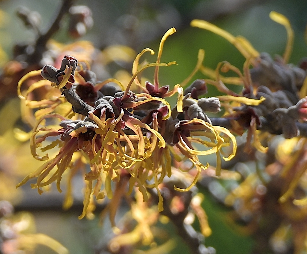 fiery copper tassles with crinkled bicolored petals
